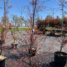 Load image into Gallery viewer, Fireglow Japanese Maple - Garden Centre - Nursery