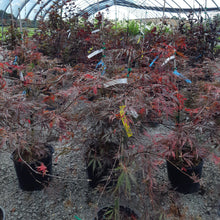 Load image into Gallery viewer, Inabe Shidare Japanese Maple - Garden Centre - Nursery