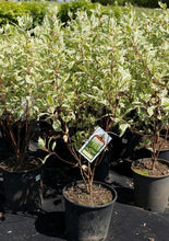 Load image into Gallery viewer, Ivory Halo Dogwood - Garden Centre - Nursery