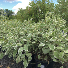 Load image into Gallery viewer, Ivory Halo Dogwood - Garden Centre - Nursery