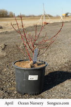 Load image into Gallery viewer, Ivory Halo Dogwood - Garden Centre - Nursery