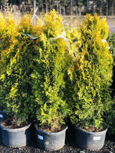 Load image into Gallery viewer, Jantar Cedar - Garden Centre - Nursery