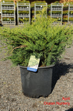 Load image into Gallery viewer, Old Gold Juniper - Garden Centre - Nursery