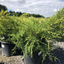Load image into Gallery viewer, Old Gold Juniper - Garden Centre - Nursery