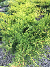 Load image into Gallery viewer, Old Gold Juniper - Garden Centre - Nursery