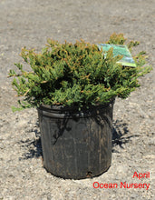 Load image into Gallery viewer, Prince of Wales Juniper - Garden Centre - Nursery