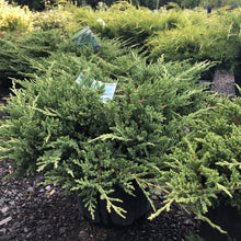 Load image into Gallery viewer, Prince of Wales Juniper - Garden Centre - Nursery