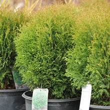 Load image into Gallery viewer, Little Giant Globe Cedar - Garden Centre - Nursery