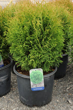Load image into Gallery viewer, Little Giant Globe Cedar - Garden Centre - Nursery