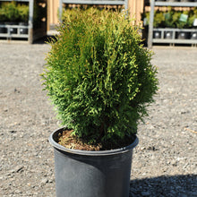 Load image into Gallery viewer, Little Giant Globe Cedar - Garden Centre - Nursery