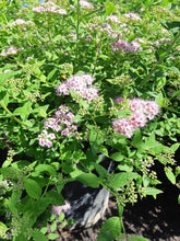 Load image into Gallery viewer, Little Princess Spirea - Garden Centre - Nursery