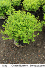 Load image into Gallery viewer, Little Princess Spirea - Garden Centre - Nursery