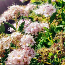 Load image into Gallery viewer, Little Princess Spirea - Garden Centre - Nursery