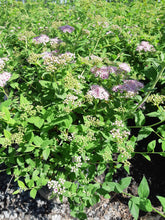 Load image into Gallery viewer, Little Princess Spirea - Garden Centre - Nursery