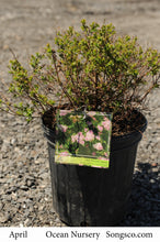 Load image into Gallery viewer, Little Princess Spirea - Garden Centre - Nursery
