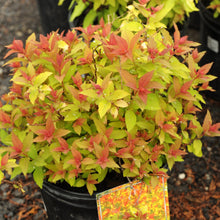 Load image into Gallery viewer, Magic Carpet Spirea - Garden Centre - Nursery