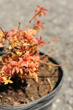 Load image into Gallery viewer, Magic Carpet Spirea - Garden Centre - Nursery