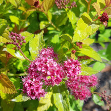 Load image into Gallery viewer, Magic Carpet Spirea - Garden Centre - Nursery