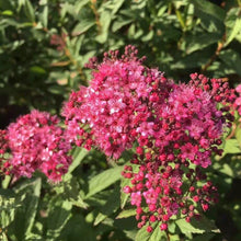 Load image into Gallery viewer, Magic Carpet Spirea - Garden Centre - Nursery