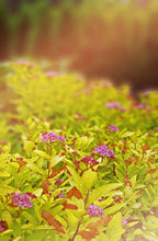 Load image into Gallery viewer, Magic Carpet Spirea - Garden Centre - Nursery