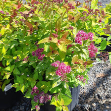 Load image into Gallery viewer, Magic Carpet Spirea - Garden Centre - Nursery