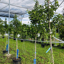 Load image into Gallery viewer, Maidenhair/Ginkgo Tree 042/14 - Garden Centre - Nursery