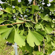 Load image into Gallery viewer, Maidenhair/Ginkgo Tree 042/14 - Garden Centre - Nursery