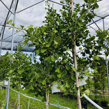 Load image into Gallery viewer, Maidenhair/Ginkgo Tree 042/14 - Garden Centre - Nursery