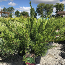 Load image into Gallery viewer, Mint Julep Juniper - Garden Centre - Nursery