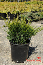 Load image into Gallery viewer, Mint Julep Juniper - Garden Centre - Nursery