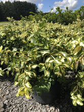 Load image into Gallery viewer, Moonshadow Euonymus - Garden Centre - Nursery