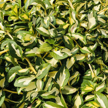 Load image into Gallery viewer, Moonshadow Euonymus - Garden Centre - Nursery