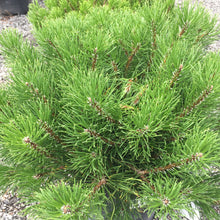 Load image into Gallery viewer, Mugo Pine - Garden Centre - Nursery