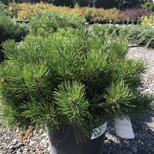 Load image into Gallery viewer, Mugo Pine - Garden Centre - Nursery