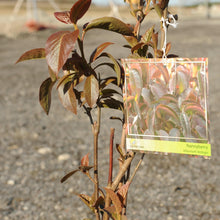Load image into Gallery viewer, Nannyberry - Garden Centre - Nursery