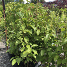 Load image into Gallery viewer, Nannyberry - Garden Centre - Nursery