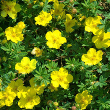 Load image into Gallery viewer, Potentilla, Goldstar - Garden Centre - Nursery