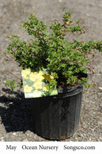 Load image into Gallery viewer, Potentilla, Goldstar - Garden Centre - Nursery