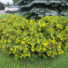 Load image into Gallery viewer, Potentilla, Goldstar - Garden Centre - Nursery