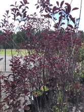 Load image into Gallery viewer, Purpleleaf Sandcherry - Garden Centre - Nursery