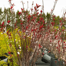 Load image into Gallery viewer, Purpleleaf Sandcherry - Garden Centre - Nursery