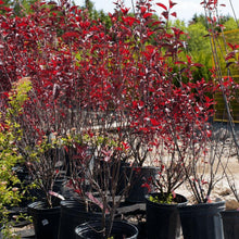 Load image into Gallery viewer, Purpleleaf Sandcherry - Garden Centre - Nursery
