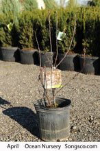 Load image into Gallery viewer, Purpleleaf Sandcherry - Garden Centre - Nursery