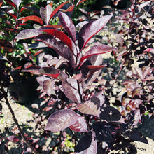 Load image into Gallery viewer, Purpleleaf Sandcherry - Garden Centre - Nursery