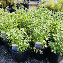 Load image into Gallery viewer, Purrsian Blue Catmint - Garden Centre - Nursery