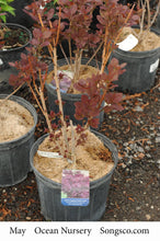 Load image into Gallery viewer, Royal Purple Smokebush - Garden Centre - Nursery