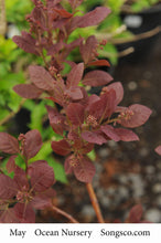Load image into Gallery viewer, Royal Purple Smokebush - Garden Centre - Nursery