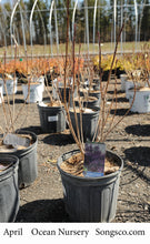Load image into Gallery viewer, Royal Purple Smokebush - Garden Centre - Nursery