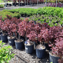 Load image into Gallery viewer, Royal Purple Smokebush - Garden Centre - Nursery