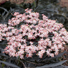 Load image into Gallery viewer, Black Lace Elderberry - Garden Centre - Nursery